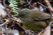 Tasmanian Scrubwren (Sericornis humilis)